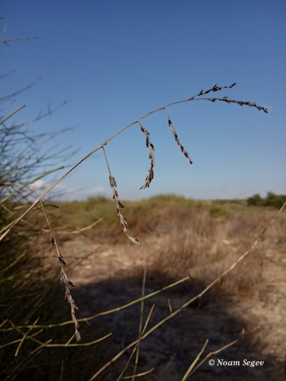 מצדית מגובששת  צולם על ידי נעם שגב 