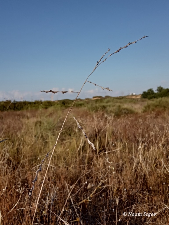 מצדית מגובששת  צולם על ידי נעם שגב 