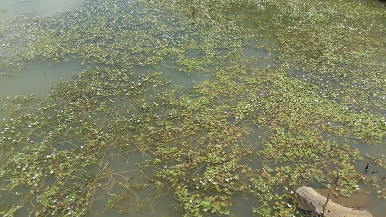 Sanicle-leaved Water Crowfoot  photographed by שמשון ולוטקר 