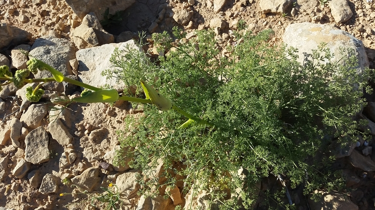 כלך דנין  צולם על ידי שמשון ולוטקר 