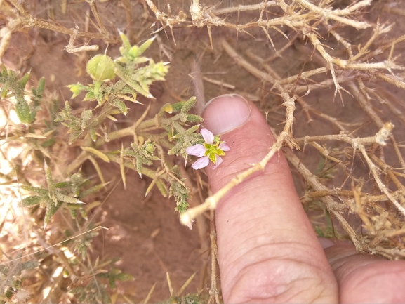 קוטב הערוצים  צולם על ידי אתר הצמחים האדומים 