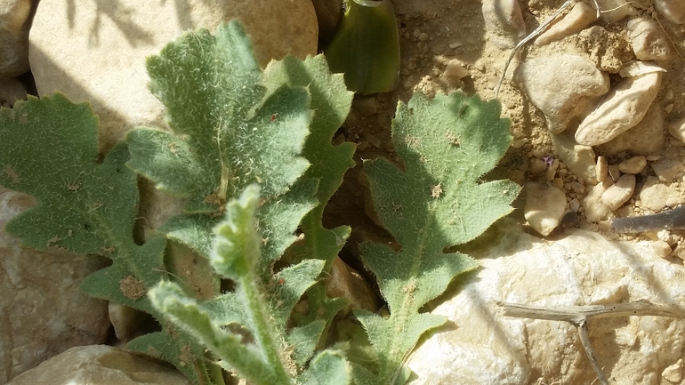 Arabian Horned Poppy  photographed by שמשון ולוטקר 