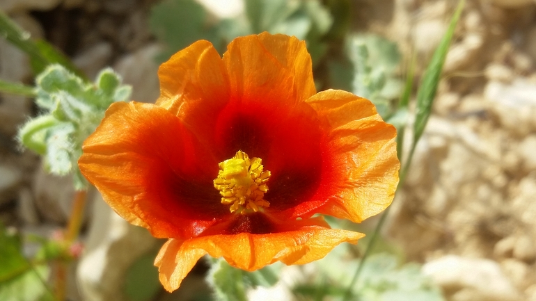 Arabian Horned Poppy  photographed by שמשון ולוטקר 