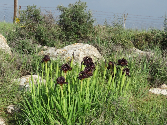 אירוס שחום  צולם על ידי אתר הצמחים האדומים 