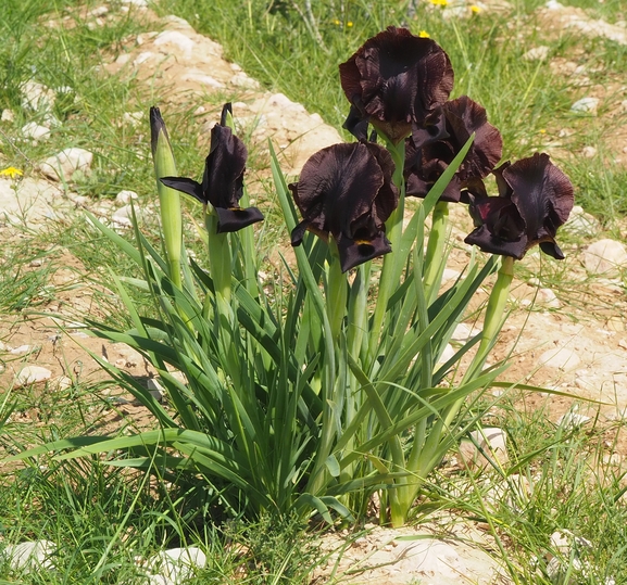 אירוס שחום  צולם על ידי פרומקין רון 