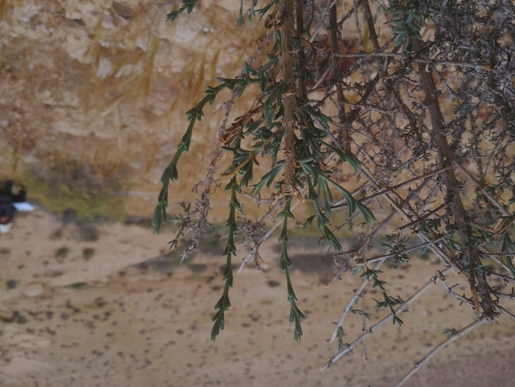 מלחית נגדית  צולם על ידי דר בן-נתן 