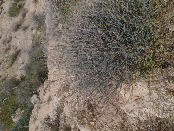 ציפורן סיני  צולם על ידי דר בן-נתן 