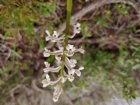 Anacamptis israelitica  צולם על ידי דר בן-נתן 