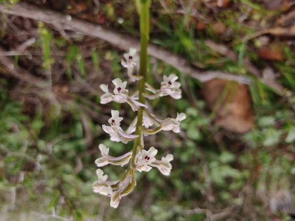 Anacamptis israelitica  צולם על ידי דר בן-נתן 