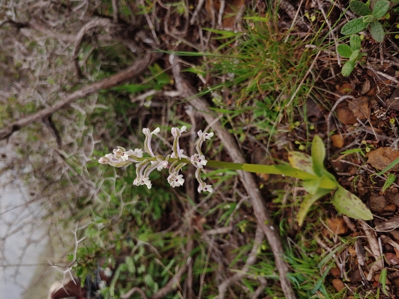 Anacamptis israelitica  צולם על ידי דר בן-נתן 