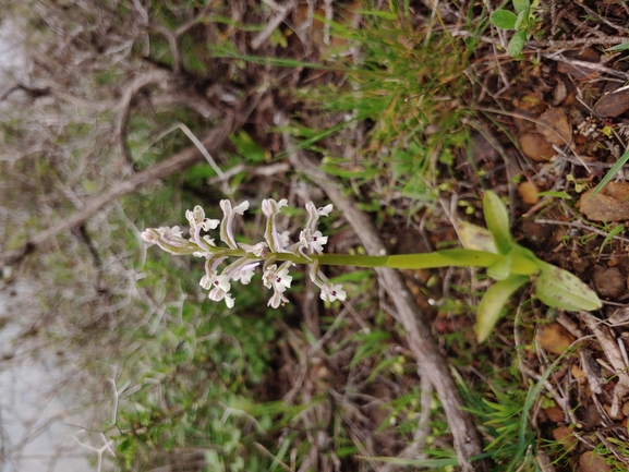 Anacamptis israelitica  צולם על ידי דר בן-נתן 