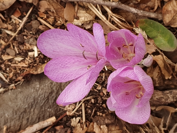 סתוונית התשבץ  צולם על ידי נעמה פרידמן 