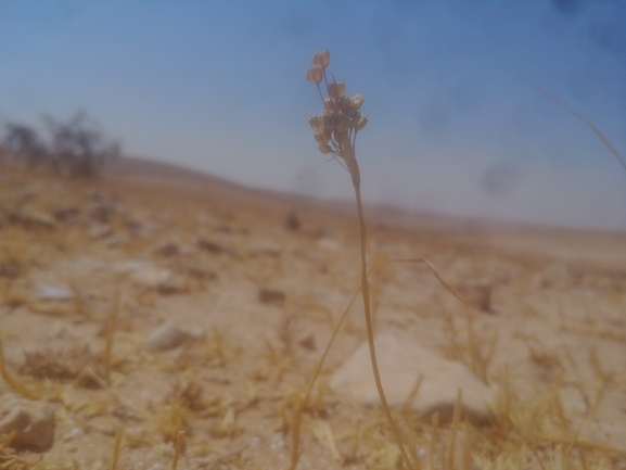 שום קולמן  צולם על ידי דר בן-נתן 