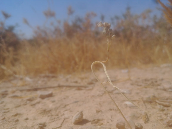 שום קולמן  צולם על ידי דר בן-נתן 