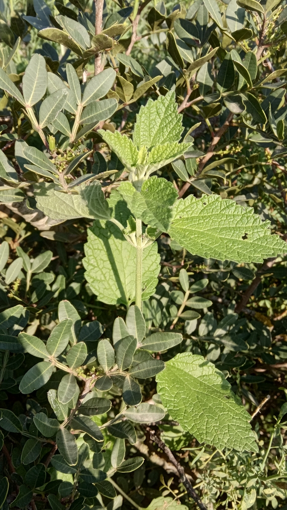 גלונית פלשתית  צולם על ידי נעם שגב 