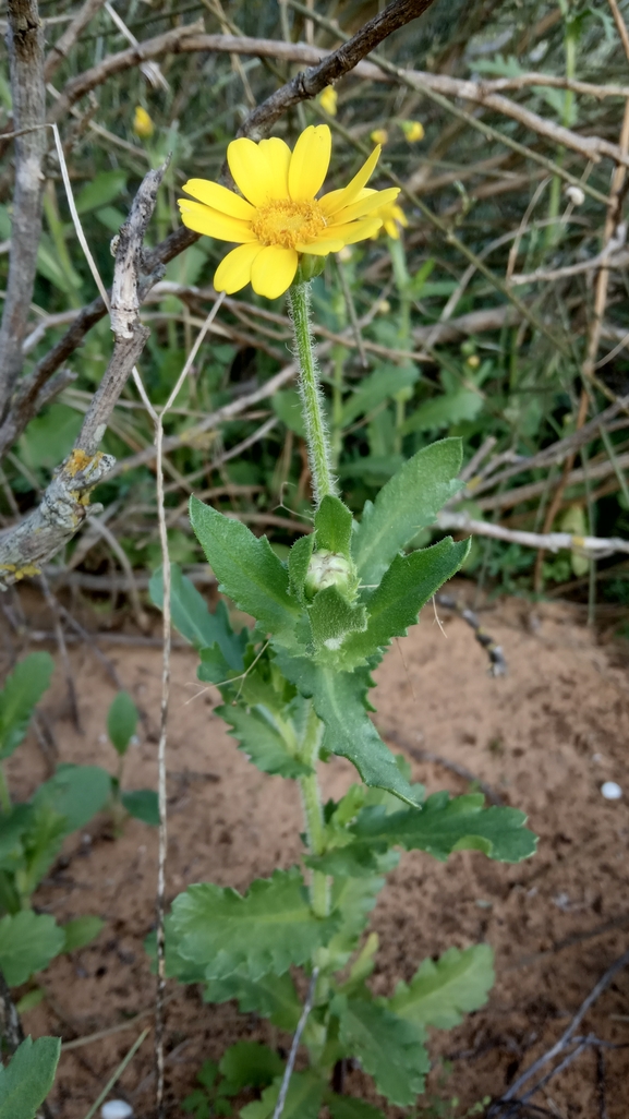 חרצית דביקה  צולם על ידי נעם שגב 