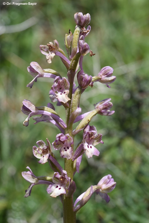 Anacamptis israelitica  צולם על ידי אורי פרגמן-ספיר 