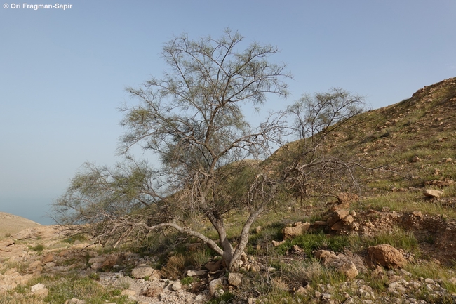 מורינגה רותמית  צולם על ידי אורי פרגמן-ספיר 