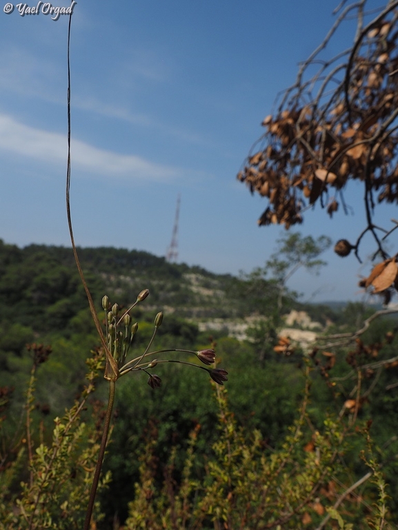 שום סתווי  צולם על ידי יעל אורגד 