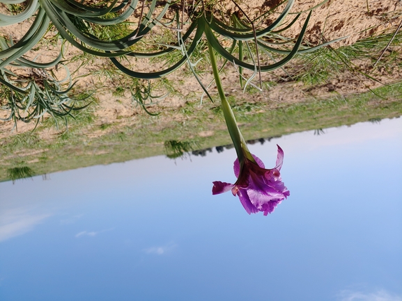 Mary's Iris, Helena's Iris  