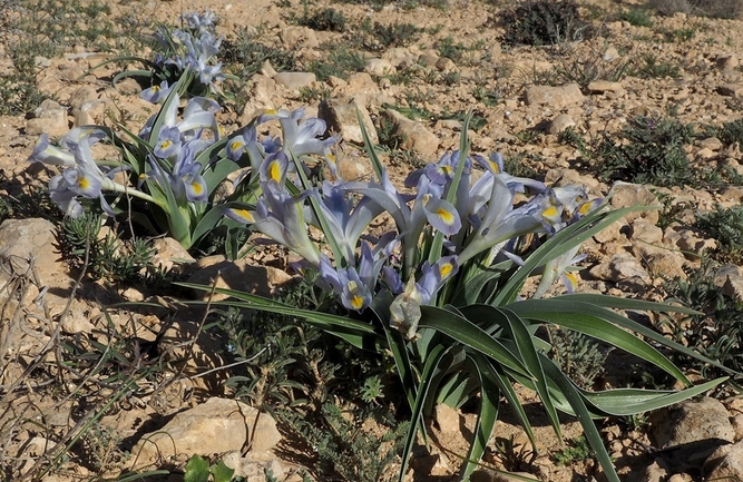 אירוס טוביה  צולם על ידי יעל אורגד 