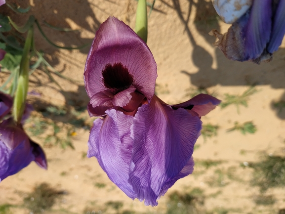 אירוס הנגב  צולם על ידי אורי פרגמן-ספיר 