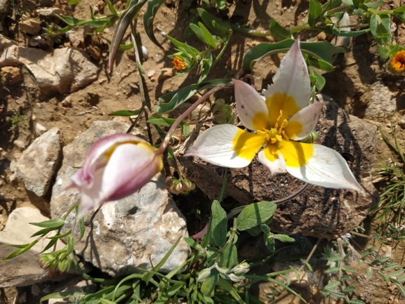 צבעוני ססגוני  צולם על ידי אורי פרגמן-ספיר 