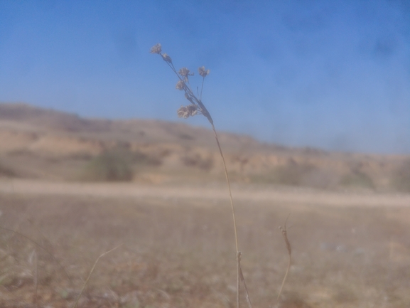 שום קולמן  צולם על ידי דר בן-נתן 