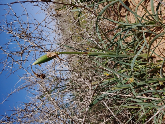 אירוס הנגב  צולם על ידי דר בן-נתן 