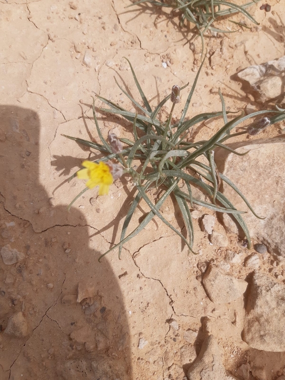 הרדופנין נמוך  צולם על ידי אתר הצמחים האדומים 