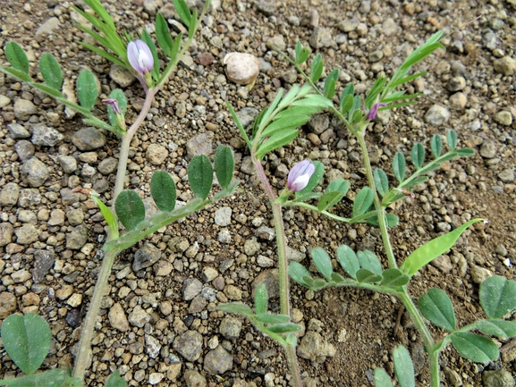 בקיה טופחנית  צולם על ידי יאיר אור 