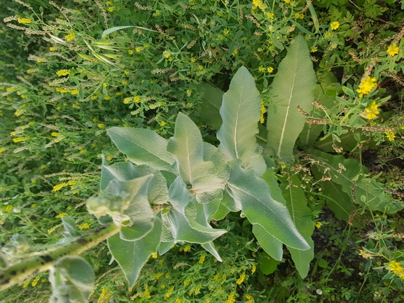 בוצין הגליל  צולם על ידי אתר הצמחים האדומים 