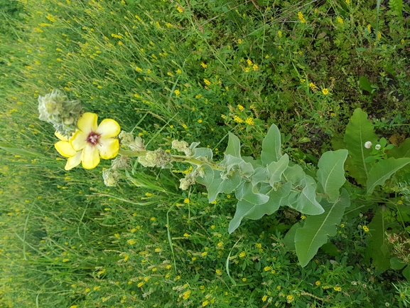 בוצין הגליל  צולם על ידי אתר הצמחים האדומים 