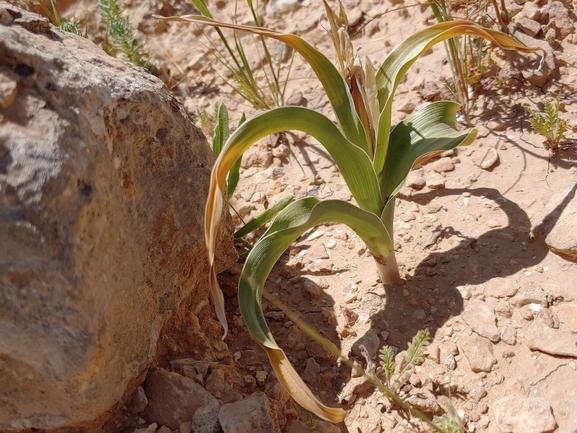 אירוס טוביה  צולם על ידי דר בן-נתן 