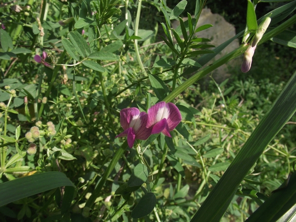 בקיית יזרעאל  צולם על ידי אסף חיים 