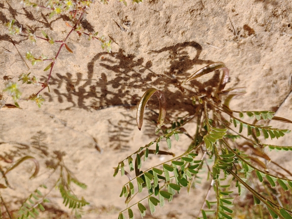 קדד אפיל  צולם על ידי דר בן-נתן 