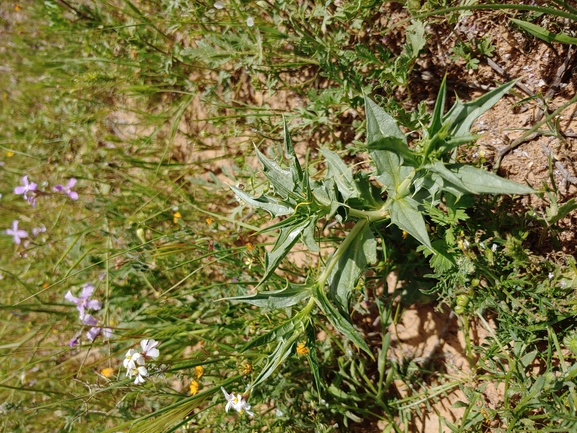 קורטם פרסי  צולם על ידי דר בן-נתן 