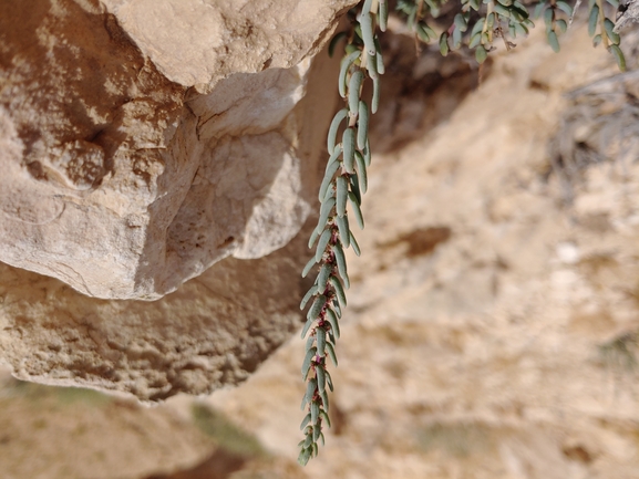 אוכם אמיתי  צולם על ידי דר בן-נתן 