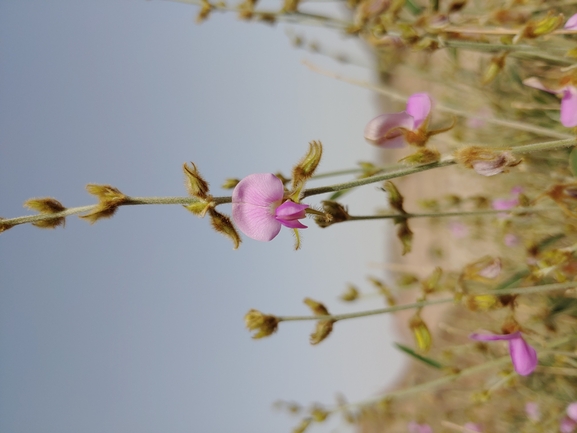 טפרוסיה נובית  צולם על ידי דר בן-נתן 