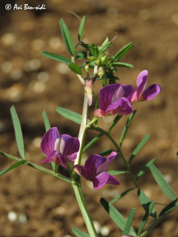 בקיית יזרעאל  צולם על ידי אבי בן-סידי 