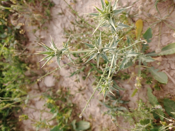 קורטם פרסי  צולם על ידי דר בן-נתן 