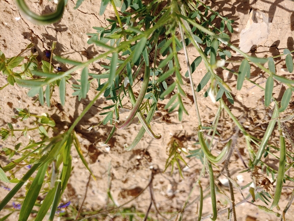 קדד דמשקאי  צולם על ידי דר בן-נתן 