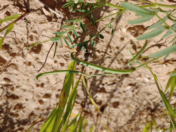 קדד דמשקאי  צולם על ידי דר בן-נתן 