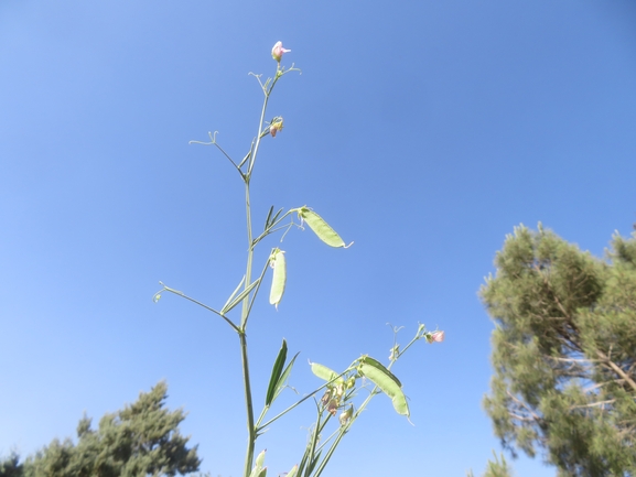 טופח קסיוס  צולם על ידי יאיר אור 