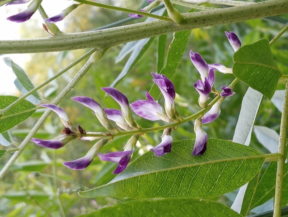 שוש קירח  צולם על ידי יהונתן רונס 