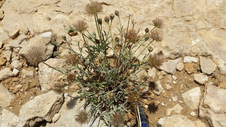 נוציץ המדבר  צולם על ידי שמשון ולוטקר 