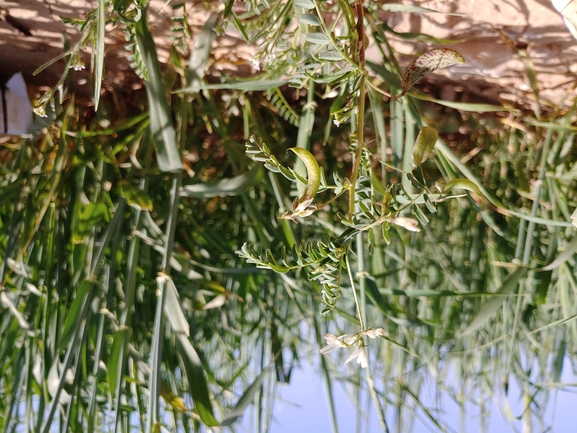 קדד מכופל  צולם על ידי דר בן-נתן 