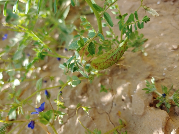 קדד מכופל  צולם על ידי דר בן-נתן 