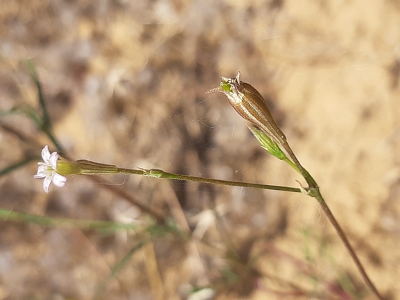 Campion sp.  photographed by Dotan Rotem 