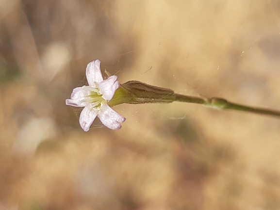 Campion sp.  photographed by Dotan Rotem 